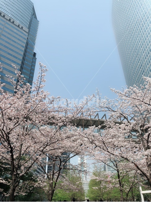 회사,봄,벚꽃,빌딩,맑은하늘,점심시간,휴식