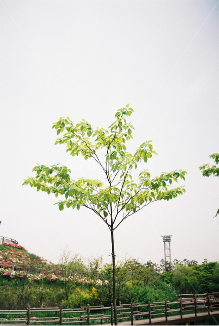 봄,나무,여의도공원,필름,풀숲,하늘,필름카메라,spring,tree,wolmidopark,film,grassforest,sky,filmcamera