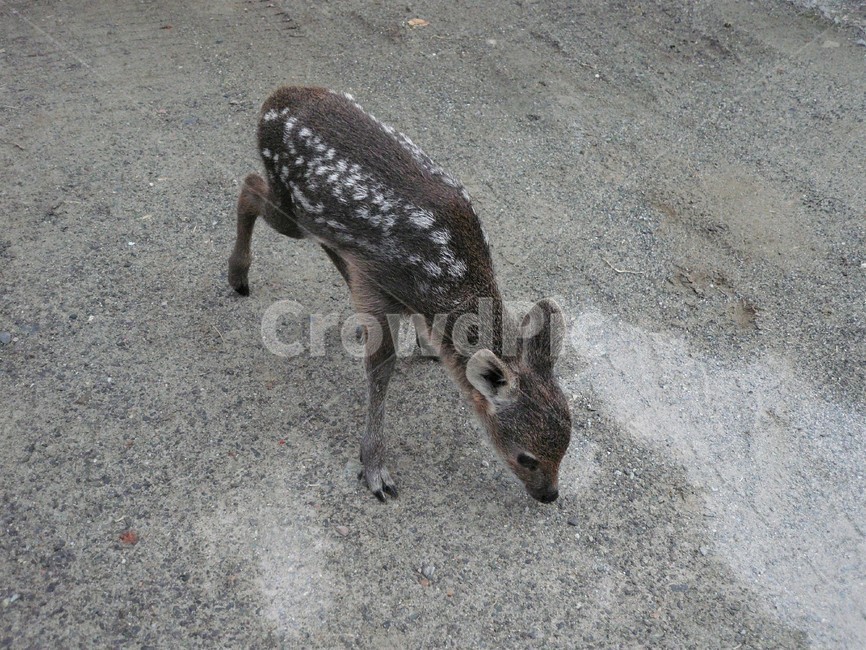 고라니새끼,고라니,사슴과,포유동물,야생동물,자연,동물,animal,포유류,mammal