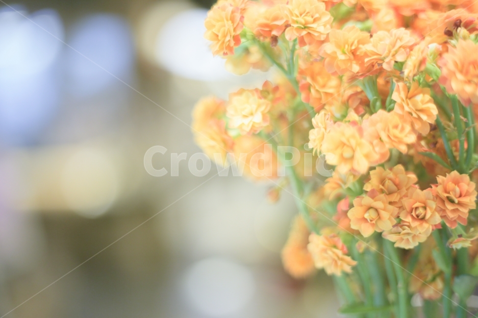 꽃,감성스냅,카페,스냅,flower,포토그래퍼,색감,느낌,예쁜사진,식물,자연,plants,nature,꽃,flower,감성,sensible,feeling