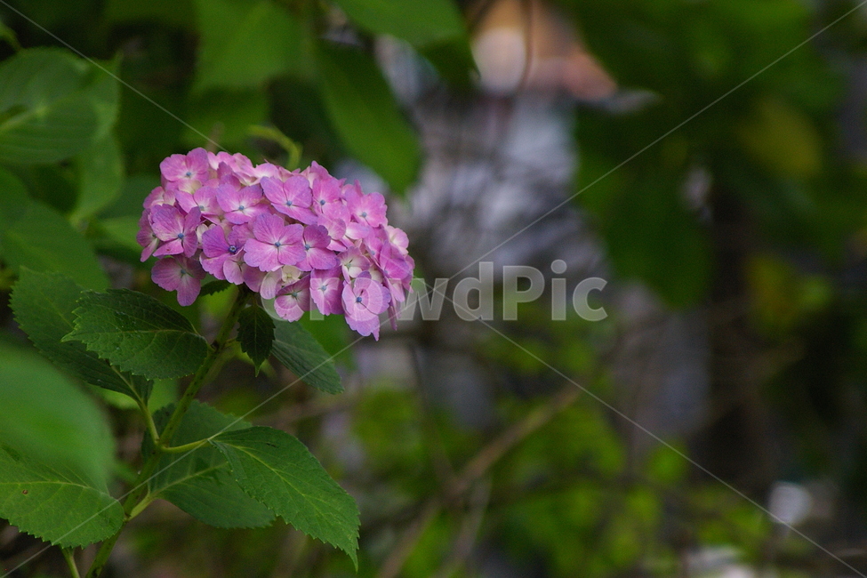 꽃,수국,분홍,pink,flower,hydrangea,식물,자연,plants,nature,꽃,flower