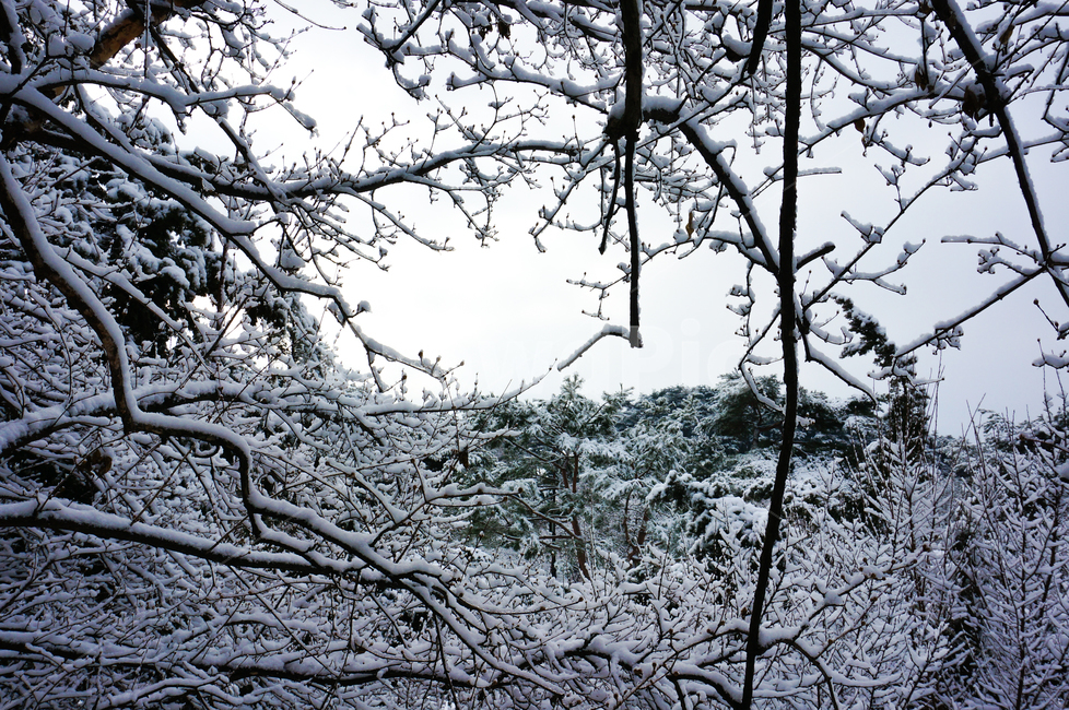 tree,나무,plant,식물,겨울,눈,겨울나무,outdoors,옥외,nature,자연,겨울,계절,winter,season,식물,자연,plants,nature,나무,trees,wood