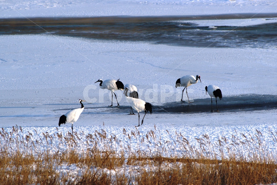 두루미,단정학,철원,한탄강,조류,겨울,계절,winter,season,동물,animal,조류,새,birds