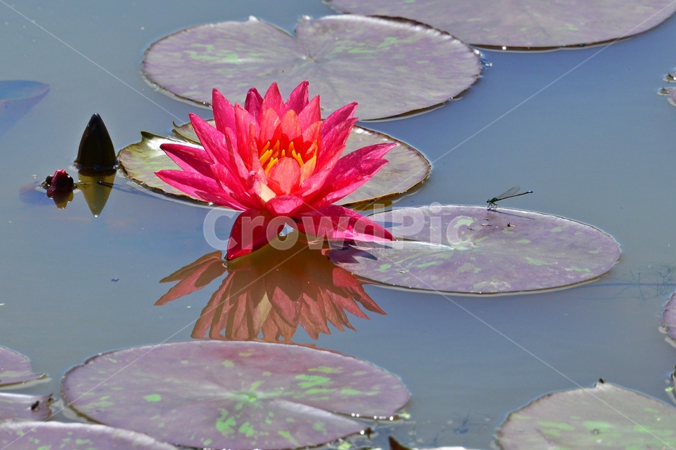 plant,식물,flower,blossom,꽃,leaf,잎,outdoors,옥외,nature,자연,수련,연잎,연못,물,홍연