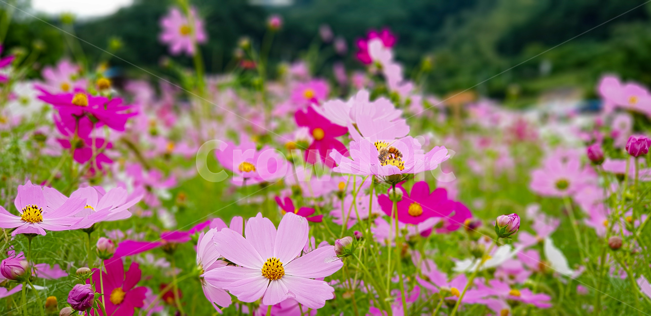 가을,코스모스,autumn,fall,꽃,벌,식물,blossom,flower,plant,식물,자연,plants,nature,꽃,flower