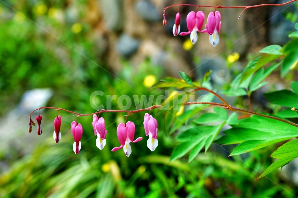 산청,예담촌,상큼,복주머니,꽃대,식물,자연,plants,nature,꽃,flower