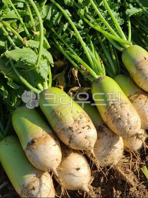 무, 채소, 식물, plant, radish, 사진,이미지,일러스트,캘리그라피 - 또마토작가