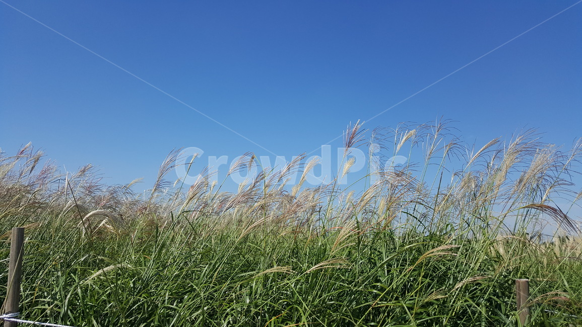 갈대,갈대밭,풍경,가을,가을풍경,가을,계절,fall,autumn,season,자연,풍경,nature,landscape,plant,식물,grass,잔디,lawn