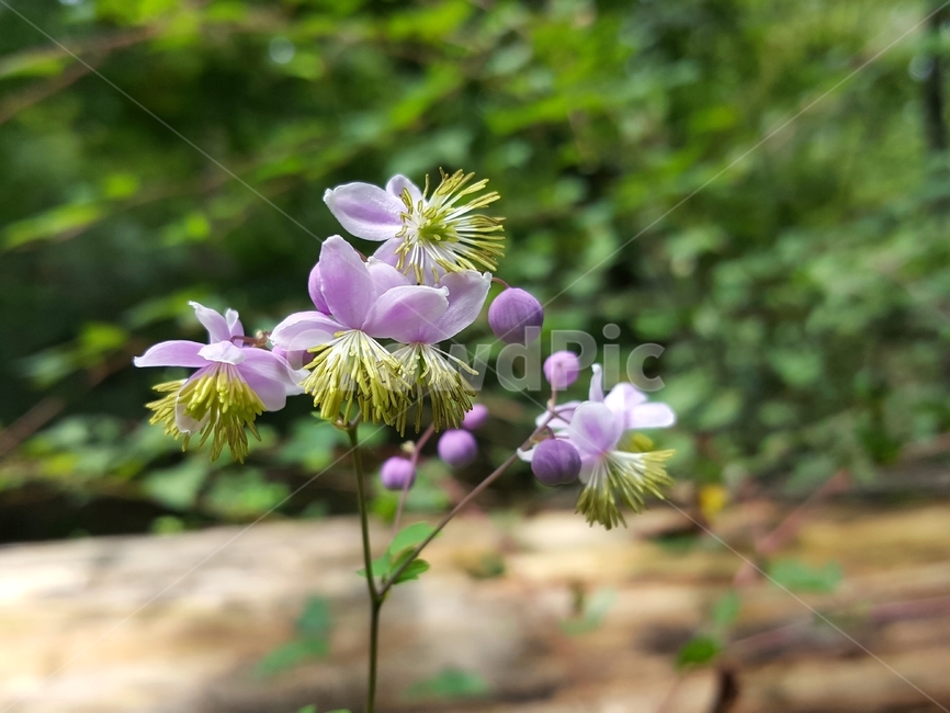 금꿩의다리,야생화,한국자생식물,자연,여러해살이풀,yellowfilamentousmeadowrue,plant,식물,flower,꽃,식물,자연,plants,nature,꽃,flower