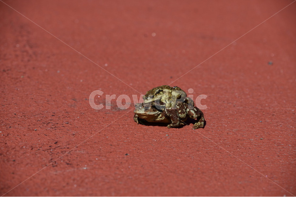 뚜꺼비,자연,사랑,동물,번식,파충류,양서류,reptile,amphibian
