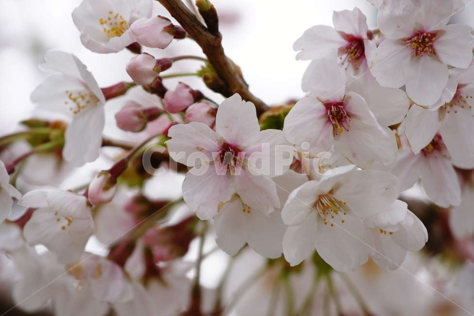 벚꽃,꽃,봄,만개,가지,꽃잎,꽃봉오리,봄,계절,spring,season,식물,자연,plants,nature,꽃,flower,plant,blossom