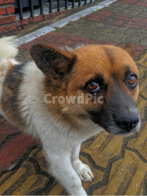 강아지,개,dog,동네개,슬픔,아련함,똘망똘망,감성,동물,animal,포유류,mammal,개,강아지,dog,doggy