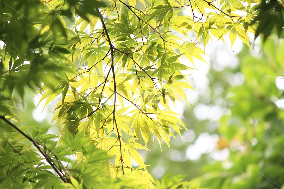 잎,식물,봄,새싹,leaf,plant,단풍잎,mapleleaf,식물,자연,plants,nature