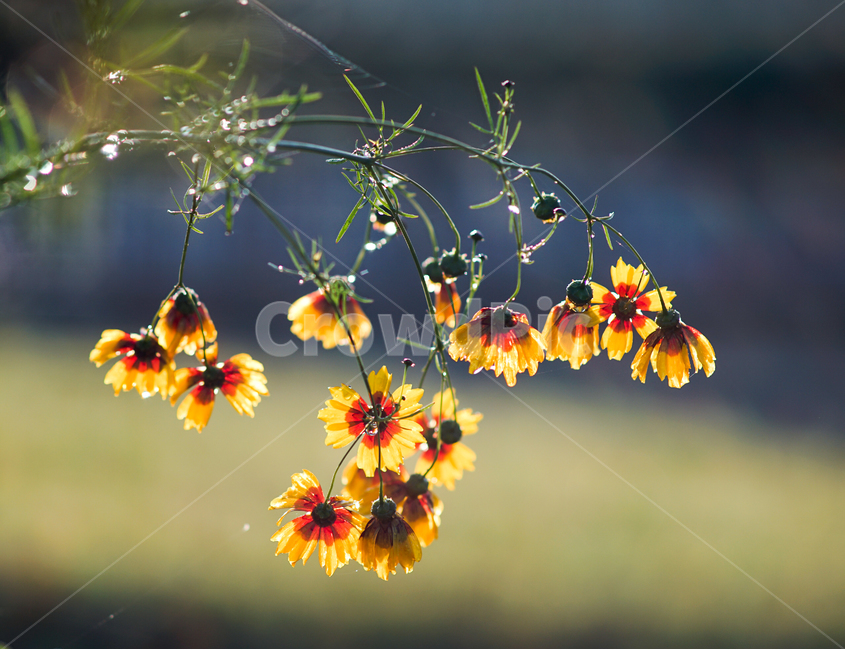 비,꽃,식물,자연,들꽃,식물,자연,plants,nature,꽃,flower