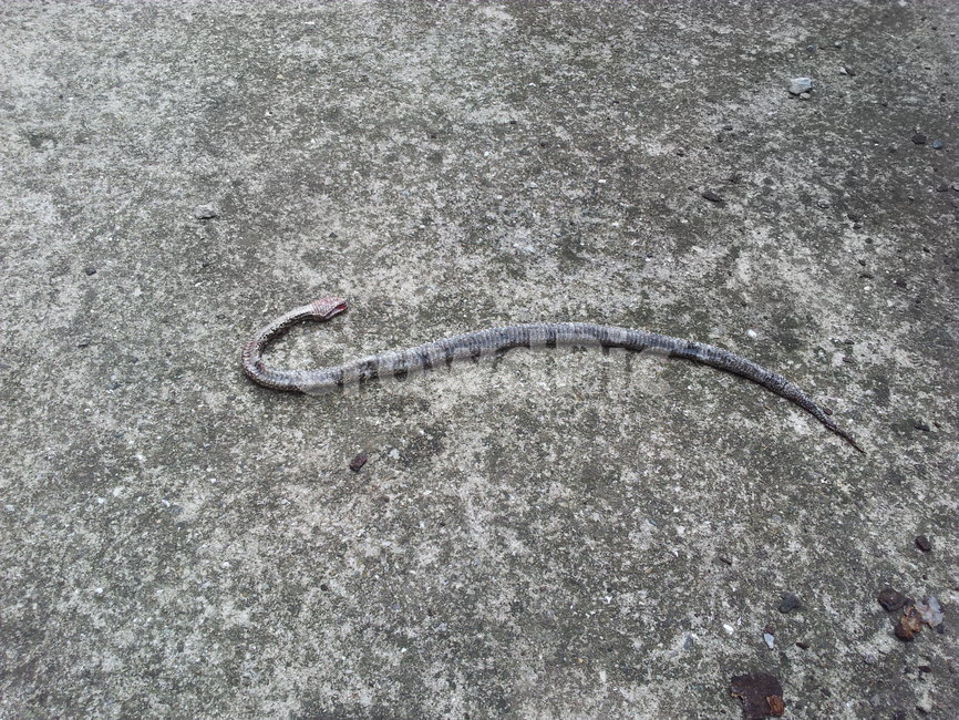 뱀,마당,죽음,동물,사체,동물,animal,파충류,양서류,reptile,amphibian