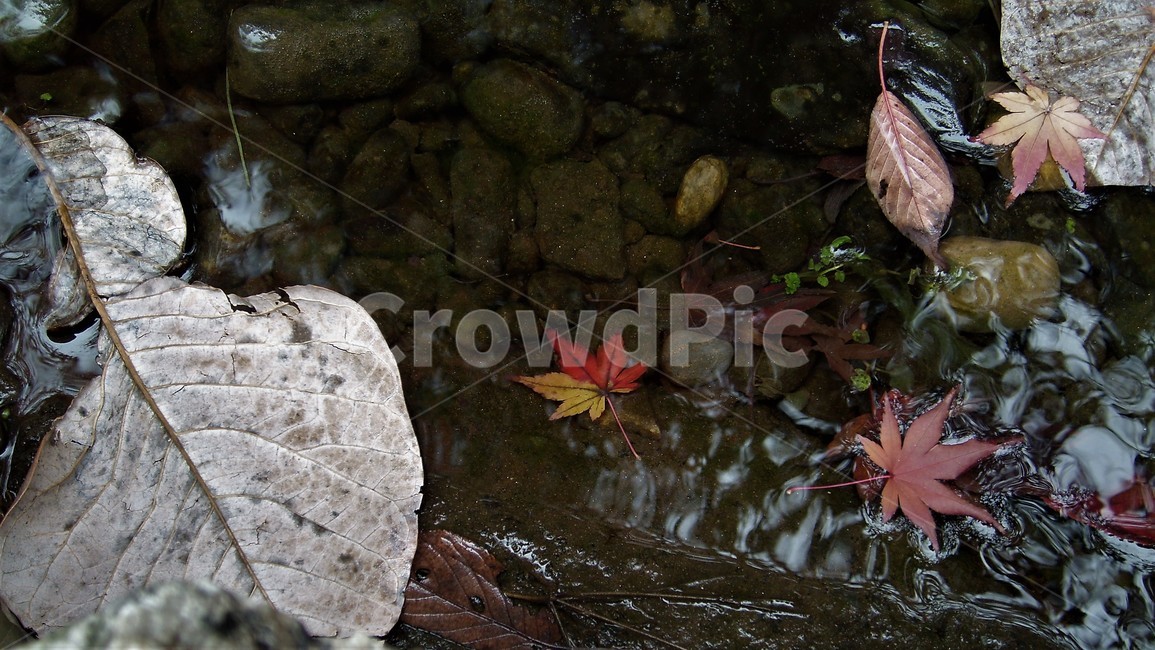단풍,가을,물,반영,낙엽,자연,fallenleaves,autumn,water,reflection,fall,maple,leaves,가을,계절,fall,autumn,season,plant,식물,leaf,잎,tree,나무