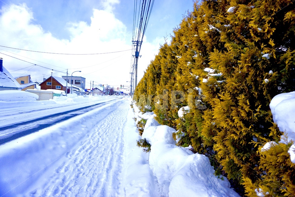 길,나무,눈길,겨울,눈,겨울,계절,winter,season,시골,마을,풍경,landscape,country,rural,town,해외,외국,세계,foreign,oversea,world,교통,교통수단,traffic,transportation,nature,자연,outdoors,옥외