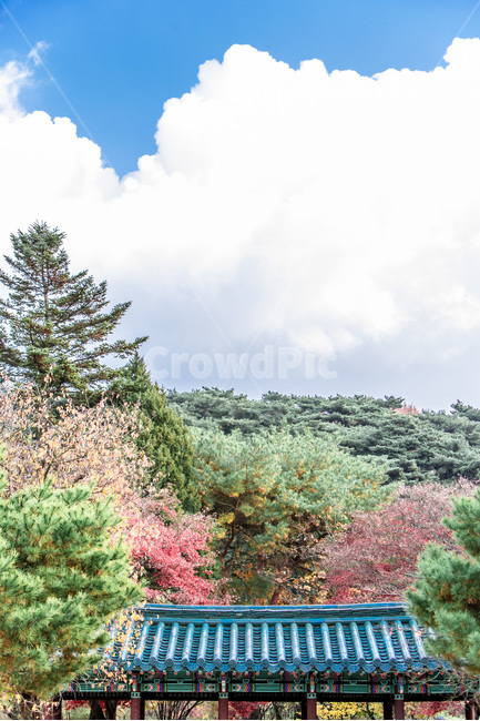 풍경,하늘,기와,소나무,청기와,전통기와,구름,가을,계절,fall,autumn,season,자연,풍경,nature,landscape,한국자연풍경,한국자연경관,korea nature landscape,한국전통,한국문화,korean traditional,korean culture,건축물,건물외관,exterior,building,structure,architecture,construction,plant,식물,fir,전나무,abies,아비,tree,나무,conifer,구과 식물