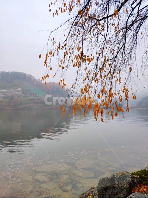 가을,배경,풍경,단풍,가을배경,가을풍경,가을단풍,낙엽,힐링,외로움,남이섬,나미나라,가을,계절,fall,autumn,season,nature,자연,water,물,outdoors,옥외,tree,나무,plant,식물
