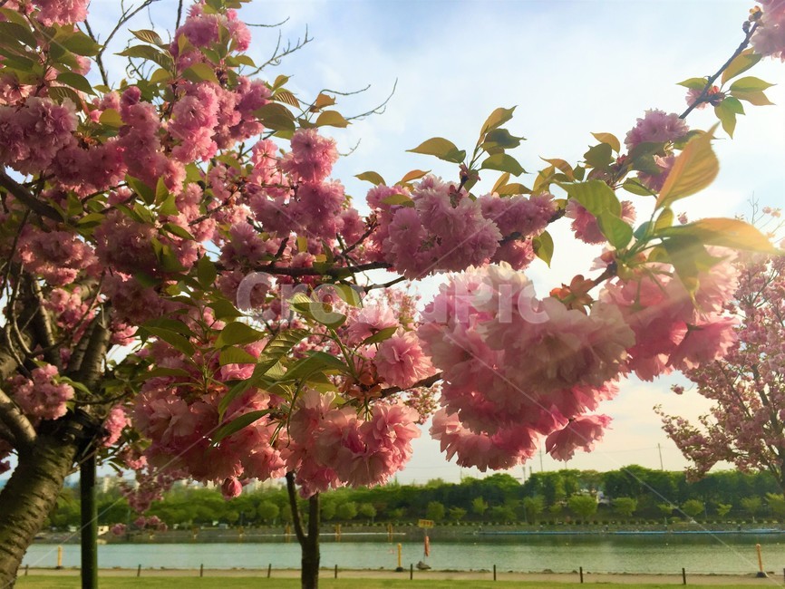 꽃,분홍꽃,봄,러블리,햇살,감성,봄,계절,spring,season,식물,자연,plants,nature,꽃,flower,plant