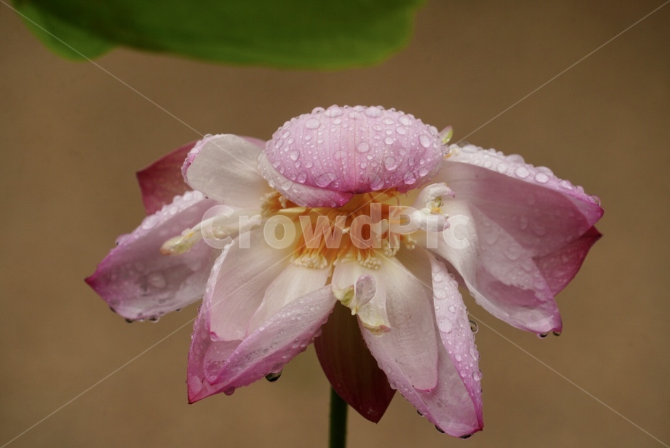 연꽃,식물,여름,계절,연못,flower,plants,summer,nature,식물,자연,plants,nature