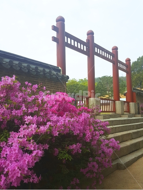 한국,사직단,봄,서울,꽃