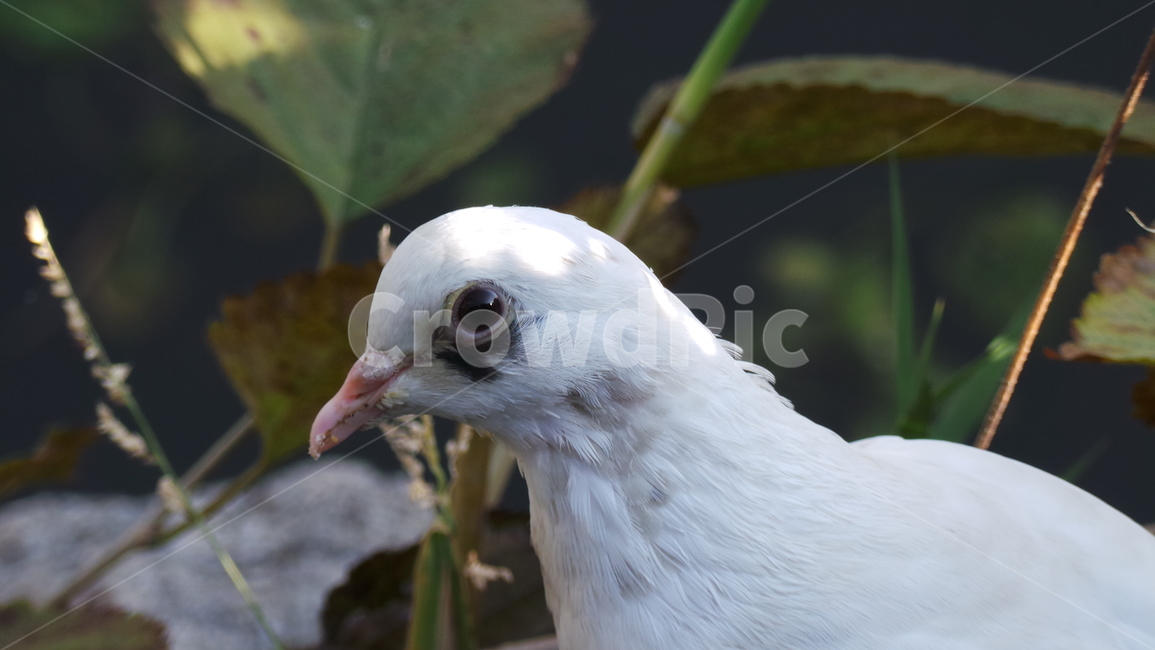 비둘기,흰비둘기,새,조류,눈망울,눈동자,동물,animal,조류,새,birds