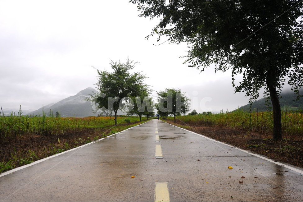비,가로수,공원,도로,자연,자연,풍경,nature,landscape,비,비오는날,rain,rainy,asphalt,아스팔트,road