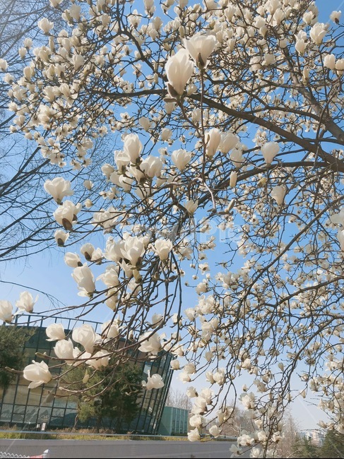 목련,봄,캠퍼스,꽃,나무