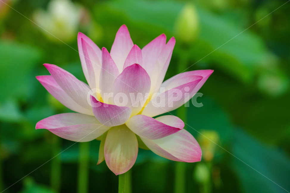 수련,연,꽃,수생식물,식물,flower,lotusflower,plants,식물,자연,plants,nature,꽃,flower
