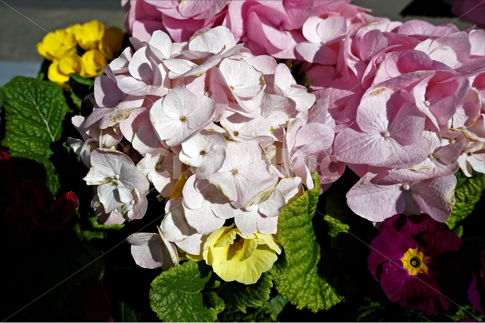 봄,정원,가드닝,원예,원예식물,화려,식물,꽃,garden,scent,healing,bloom,colorful,floral,flower,gardenflowers,happymind,life,nature,plant,spring