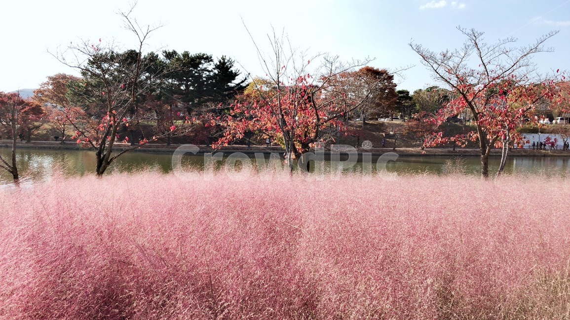 핑크뮬리,단풍,호수,가을,핑크,핑크뮬리그라스,단풍나무,갈대,pink,pinkmuhlygrass,maple,식물,lake,fall,분홍색,분홍,계절,풍경,자연,plants,나무,tree,가을,계절,fall,autumn,season,자연,풍경,nature,landscape,plant,flower,꽃,cherry blossom,벚꽃,blossom