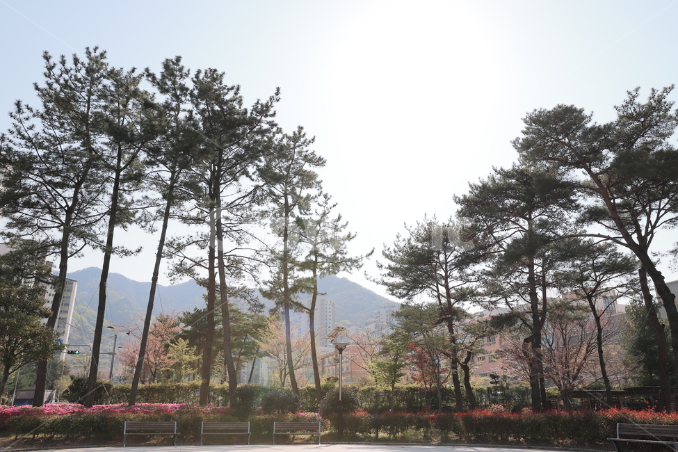 나무,소나무,자연,자연풍경,해,햇빛