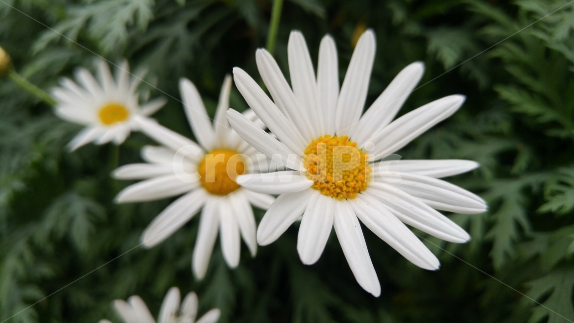 식물,꽃,자연,flower,꽃클로즈업,흰꽃,꽃봉오리,식물원꽃