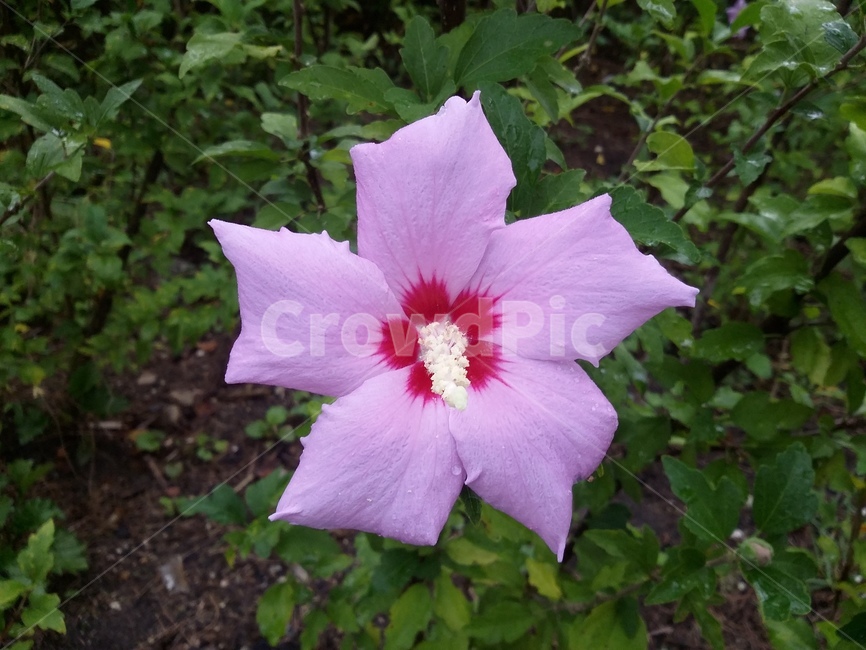무궁화,무궁화꽃,꽃,flower,plant,식물,식물,자연,plants,nature,꽃,flower