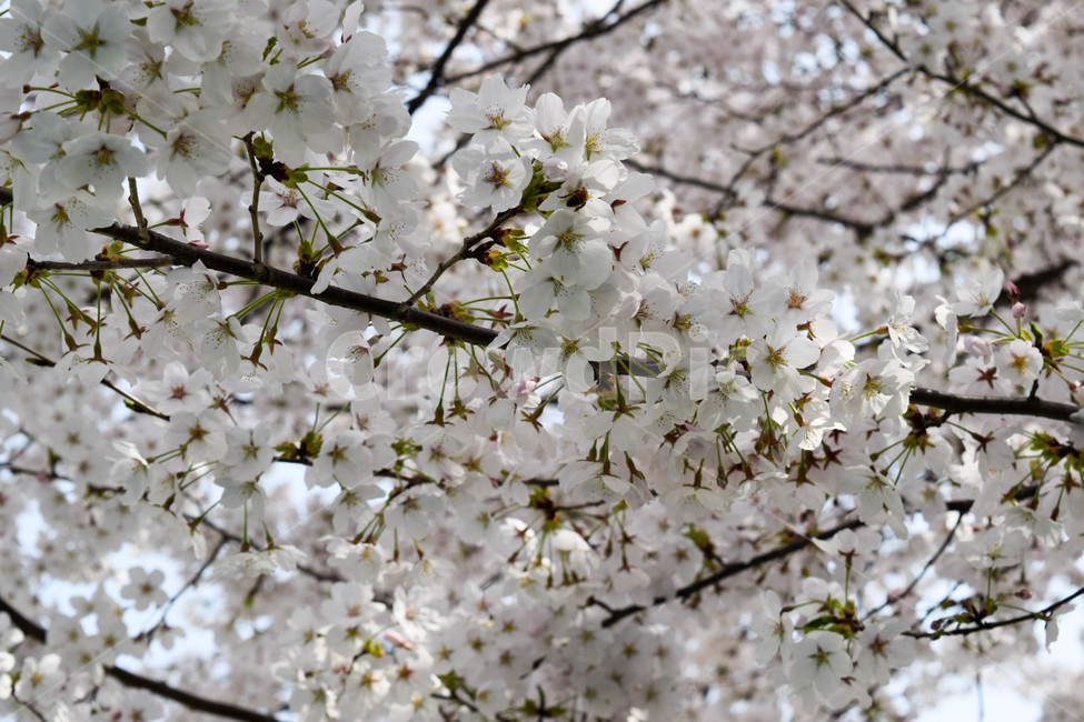 벛꽃,꽃,하늘,나무,흰,봄,계절,spring,season,자연,풍경,nature,landscape,plant,식물,flower,blossom