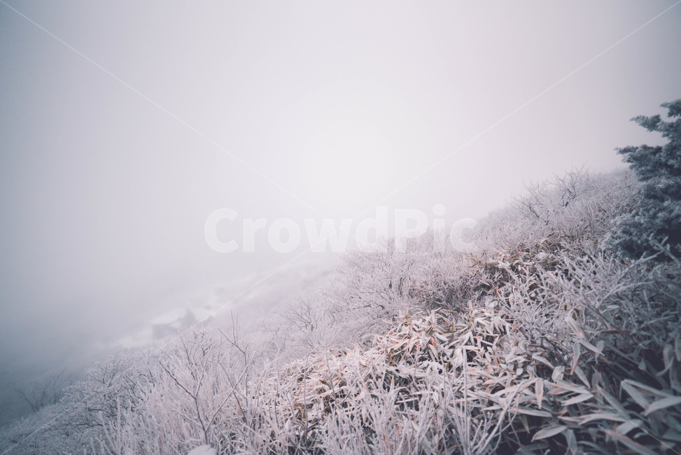 눈,snow,겨울,자연,winter,겨울,계절,winter,season