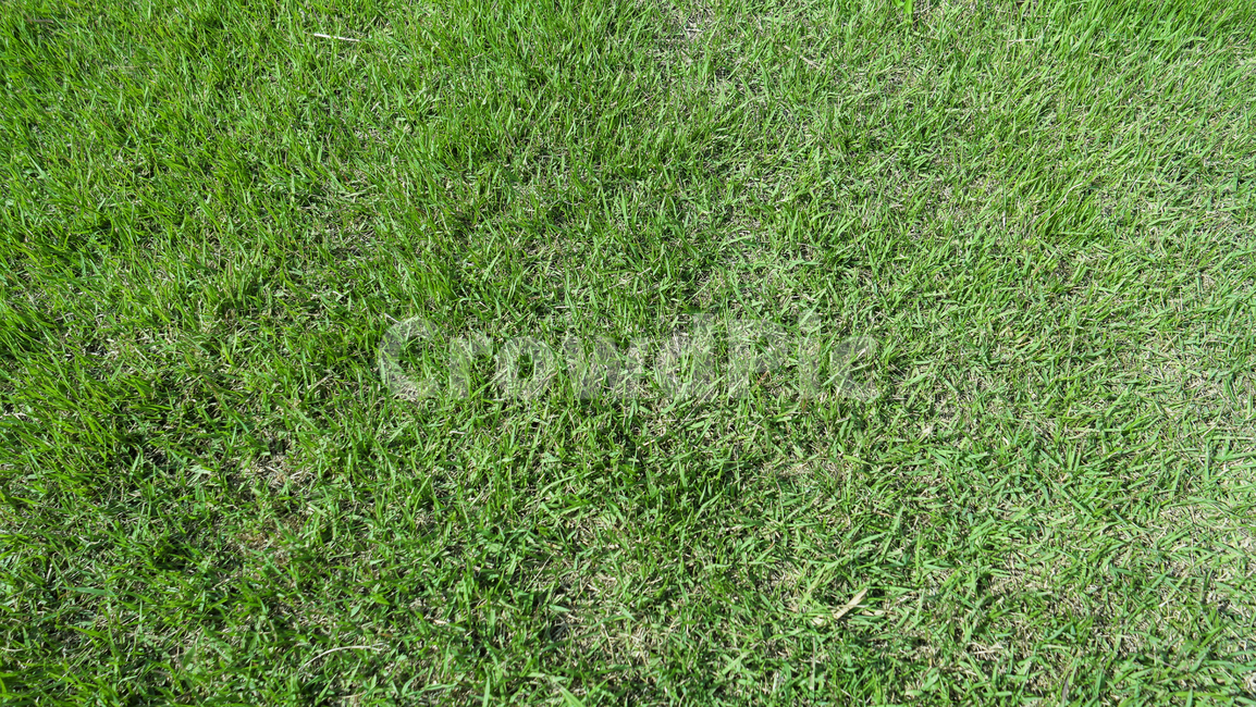 잔디,잔디텍스쳐,초록색,초록,푸른,잔디밭,자연,녹색,잎,나뭇잎,grass,green,nature,plants,weeds,surface,texture,grasstexture,greentexture,pattern,greenpattern