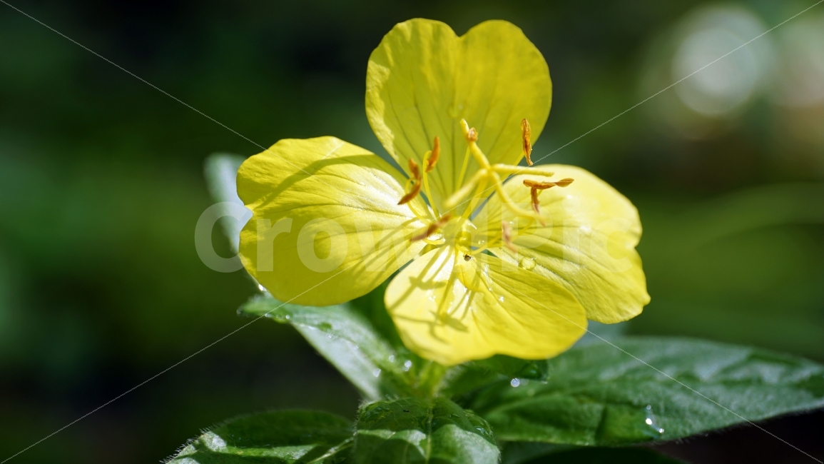 황금낮달맞이꽃,플라워,식물,자연,여름,flower,summer,nature,물방울,이슬,꽃사진,plants,풍경,landscape,한국자연,snap,스냅,클로즈업,closeup,식물,자연,plants,nature,꽃,flower