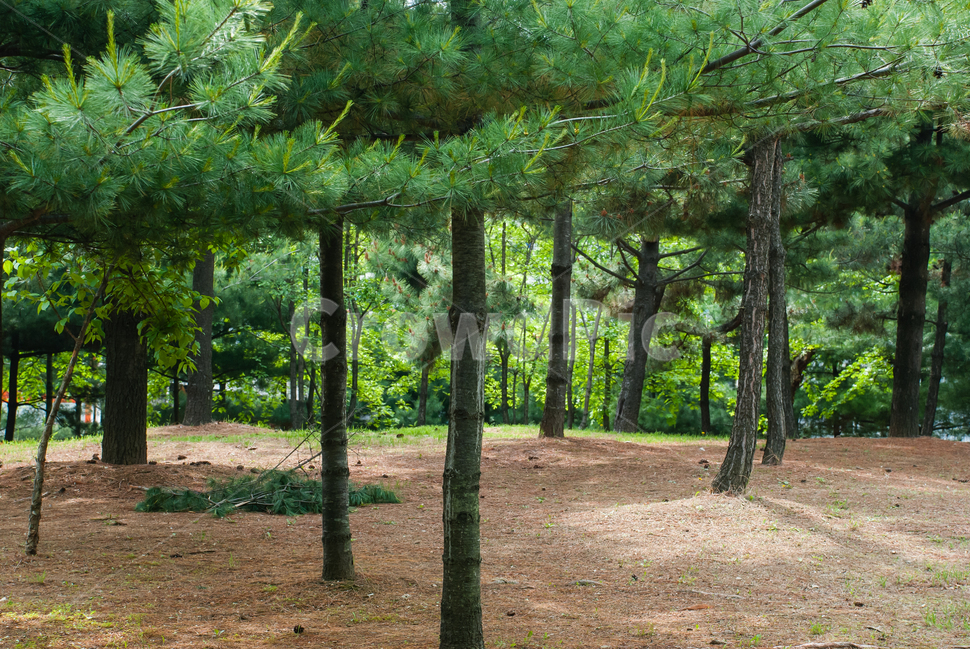 공원,나무,소나무,정원,숲,숲속,풀잎,잎,초록,자연,야외,파크,식물,조경,나뭇잎,맑은,힐링,휴식,캠핑,경치,풍경,봄,가을,환경,녹색,한적한,조용한,배경,산책,산책길,녹지공원,솔방울,솔잎,자연,풍경,nature,landscape,식물,plants,나무,trees,wood,tree,plant