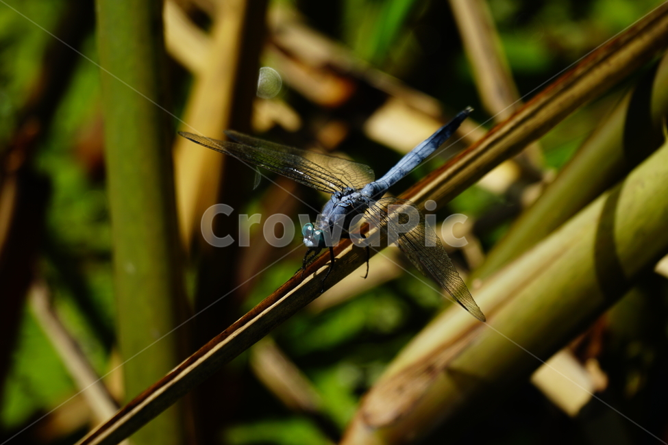 잠자리,연못,곤충,벌레,insect,dragonflies,dragonfly,가을,autumn,fall,9월,september,자연,nature,식물,plants,수풀,동물,animal,곤충,벌레,insect,bug