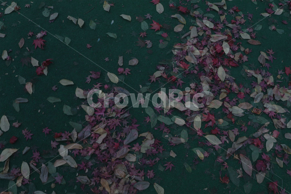 낙엽,leaf,하락,추락,떨어짐,가을,fall,자연,환경,초록색,레이어링,layering,우울,어둠,어두움,darkness,nature,가을,계절,fall,autumn,season,paper,종이,confetti,색종이 조각