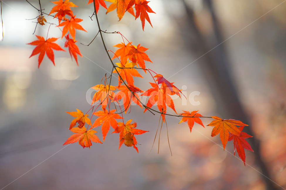 초겨울,늦가을,단풍,계절,자연,가을,계절,fall,autumn,season,plant,식물,leaf,잎,tree,나무,maple