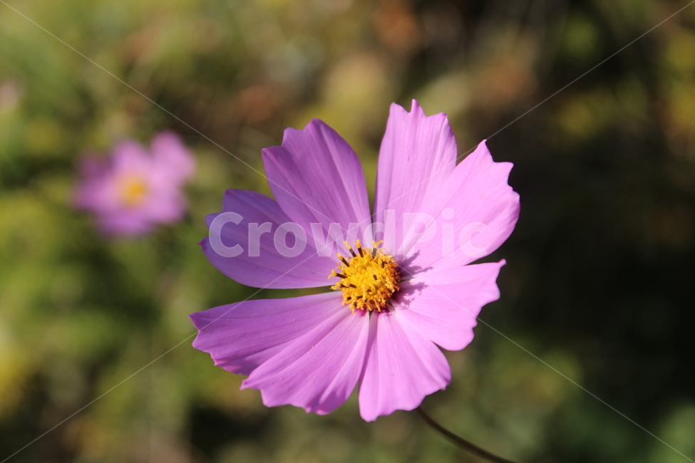 코스모스,가을,꽃,클로즈업,식물,plant,가을,계절,fall,autumn,season,식물,자연,plants,nature,꽃,flower