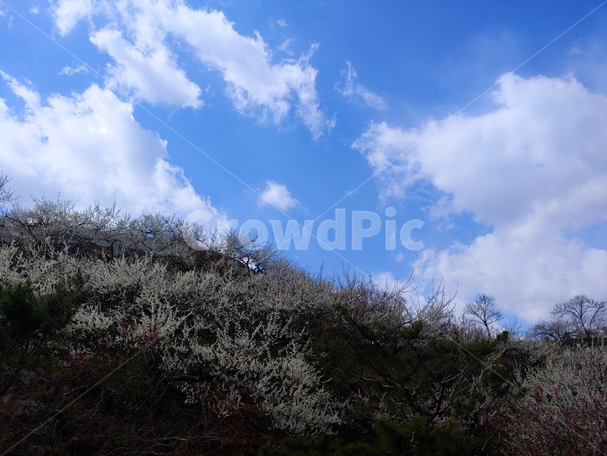 봄,매화마을,광양,꽃,자연,구름,배경,자연,풍경,nature,landscape,outdoors,옥외