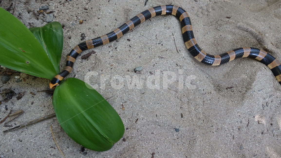 자연,nature,뱀,sand,snake,모래,해변,줄무늬,줄무늬뱀,꽃뱀,물뱀,뉴칼레도니아,파충류,양서류,reptile,amphibian