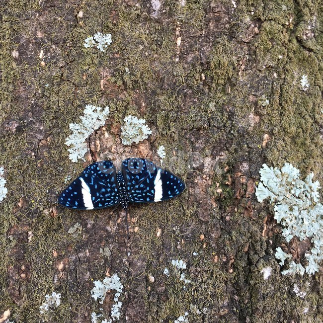 야생,무늬,나비,나무,지의류,자연,파랑,검정,흰색,wildlife,pattern,butterfly,tree,linchen,nature,blue,black,white