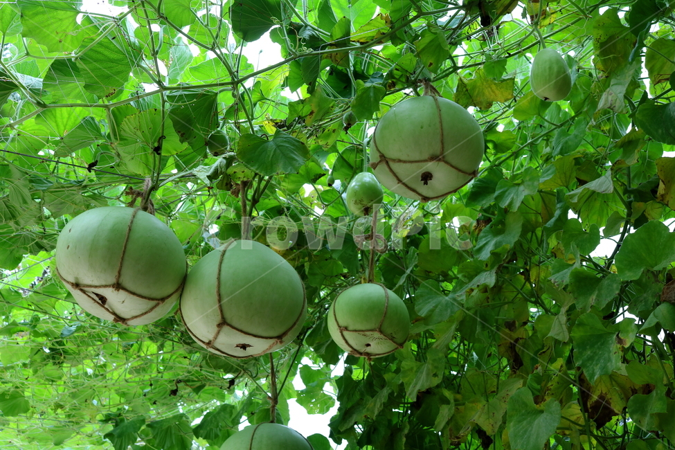 박,호박,식물,덩굴식물,열매,넝쿨식물,자연,식물,자연,plants,nature,과일,열매,fruit