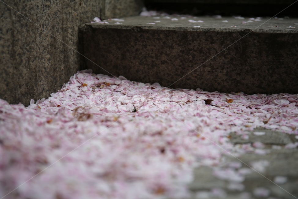 벚꽃,떨어진꽃잎,벚꽃잎,봄,식물,봄,계절,spring,season,flower,꽃,plant,petal,꽃잎,blossom