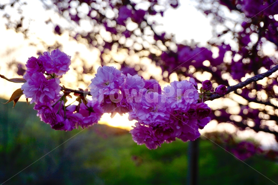 꽃,겹벚꽃,해질녘,문수사,벚꽃,봄꽃,꽃길,빛,봄,계절,spring,season,식물,자연,plants,nature,꽃,flower,plant,blossom